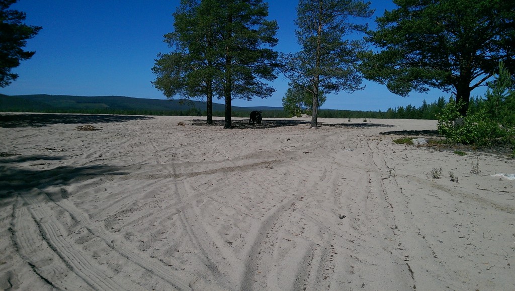 Svalka sökes under skuggande träd